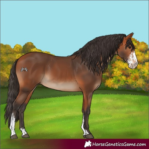Horse Color:Bay Sabino