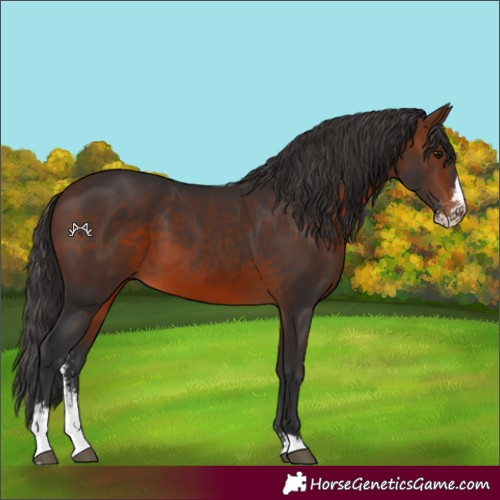 Horse Color:Brown Sabino 