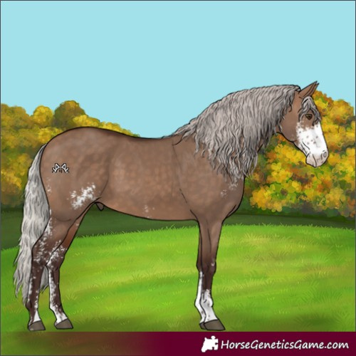 Horse Color:Silver Brown Dun Sabino 