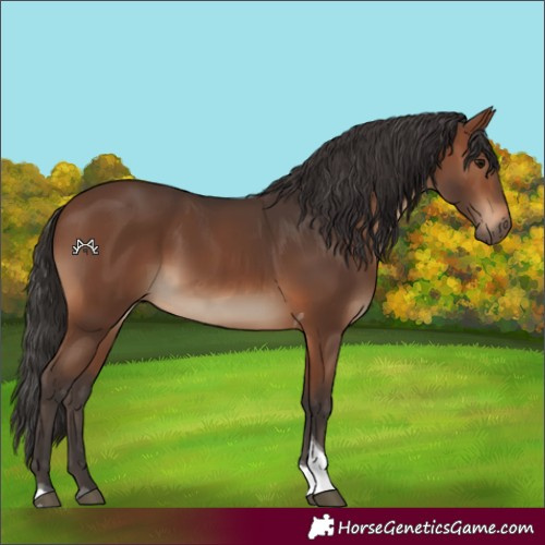 Horse Color:Brown Tobiano 