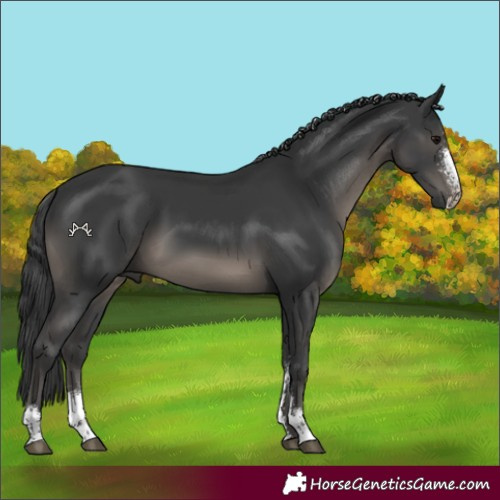Horse Color:Black Sabino