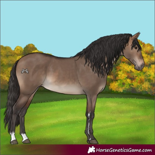 Horse Color:Brown Dun Sabino 