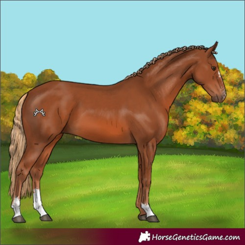 Horse Color:Chestnut Sabino