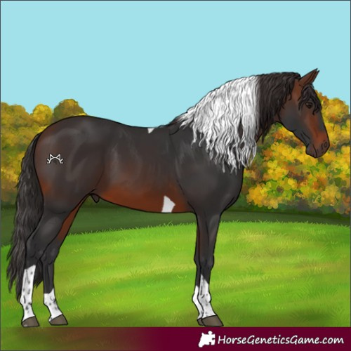 Horse Color:Brown Tobiano 