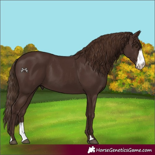 Horse Color:Liver Chestnut Sabino 