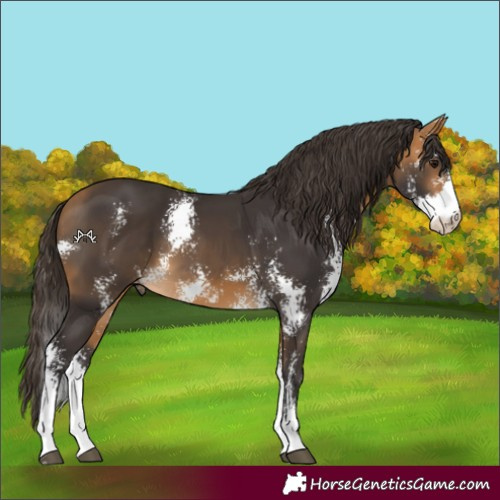 Horse Color:Buckskin Sabino 