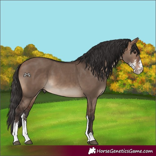 Horse Color:Brown Dun Sabino