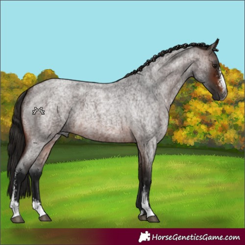 Horse Color:Gray Bay Roan Sabino 
