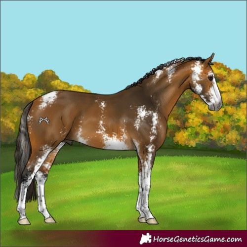 Horse Color:Gray Buckskin Sabino