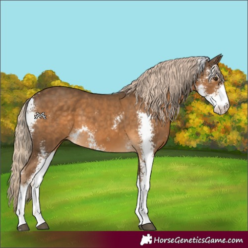 Horse Color:Chocolate Palomino Sabino 