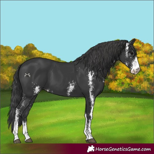 Horse Color:Black Sabino