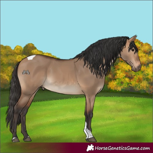 Horse Color:Bay Dun Tobiano