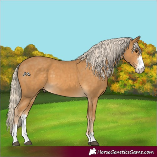 Horse Color:Palomino Sabino