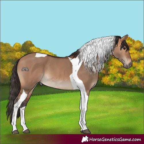 Horse Color:Bay Dun Tobiano 