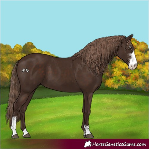 Horse Color:Liver Chestnut Sabino