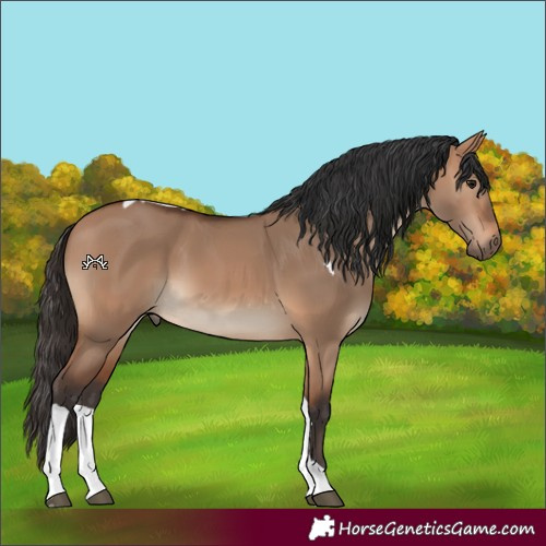 Horse Color:Bay Dun Tobiano 
