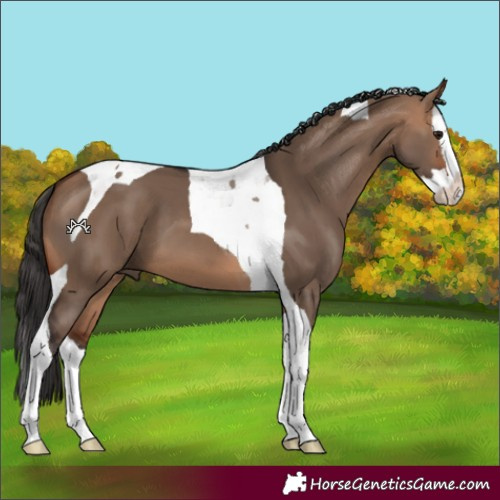 Horse Color:Bay Dun Splash Tobiano 