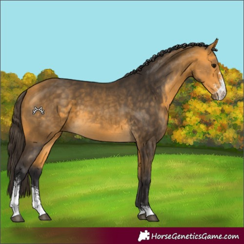 Horse Color:Buckskin Sabino