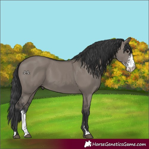 Horse Color:Grullo Sabino 