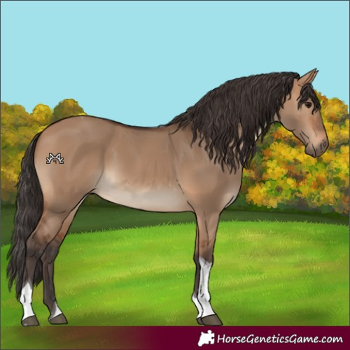 Horse Color:Bay Dun Tobiano 