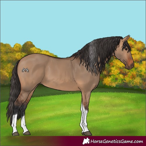 Horse Color:Bay Dun Tobiano