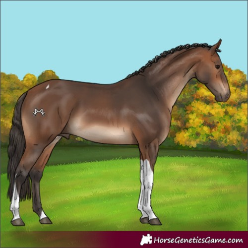 Horse Color:Bay Tobiano