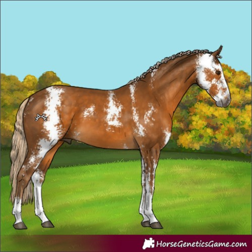 Horse Color:Gray Palomino Sabino
