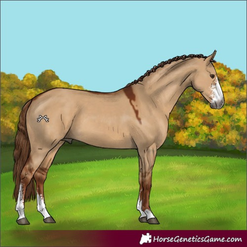 Horse Color:Gray Red Dun Sabino 