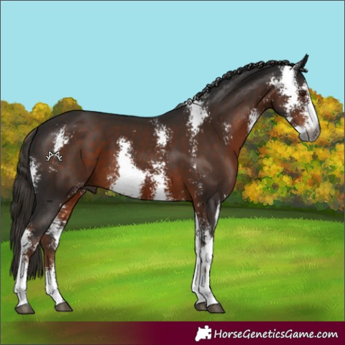Horse Color:Gray Liver Chestnut Sabino 