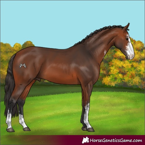 Horse Color:Bay Sabino 