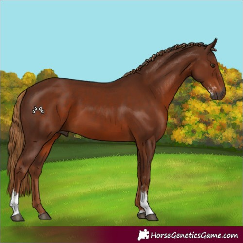 Horse Color:Gray Chestnut Sabino