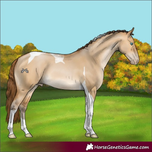 Horse Color:Gray Buckskin Pearl Dun Tobiano