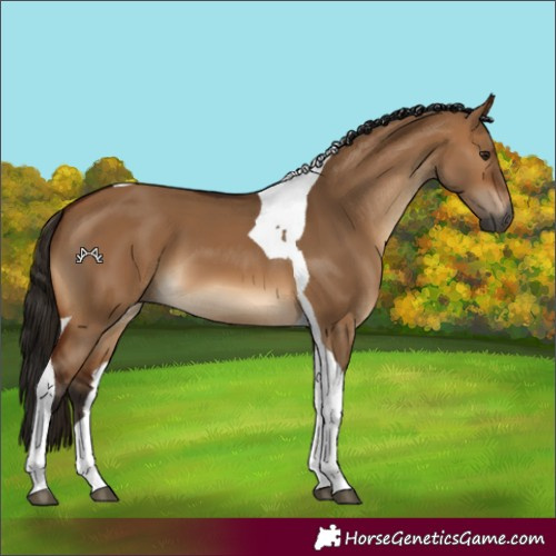 Horse Color:Gray Bay Dun Tobiano 