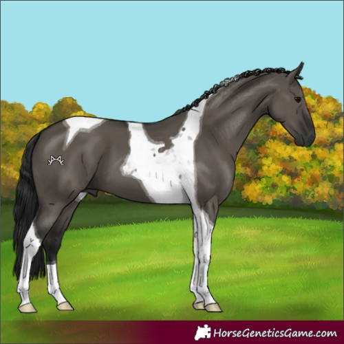 Horse Color:Gray Grullo Tobiano