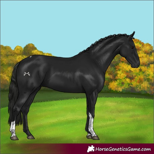 Horse Color:Gray Black Tobiano 