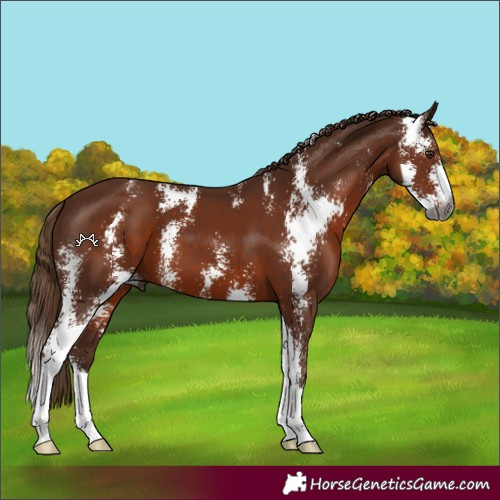 Horse Color:Gray Chestnut Sabino 
