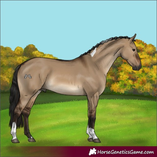 Horse Color:Gray Brown Dun Tobiano