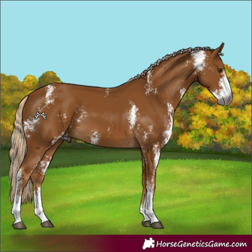 Horse Color:Gray Palomino Sabino