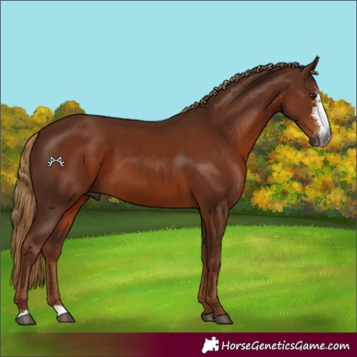 Horse Color:Gray Chestnut Sabino
