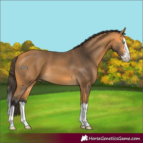 Horse Color:Buckskin Sabino Splash