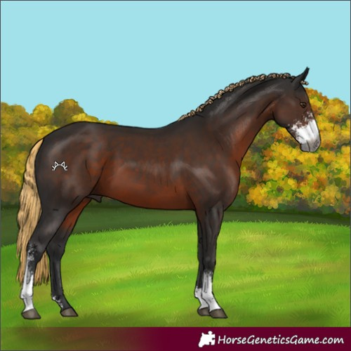 Horse Color:Gray Liver Chestnut Sabino