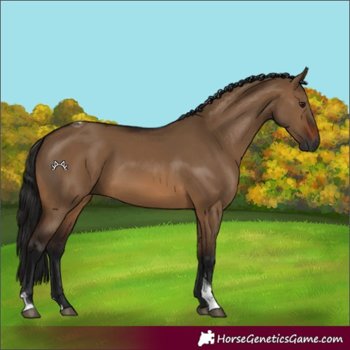 Horse Color:Gray Brown Dun Tobiano