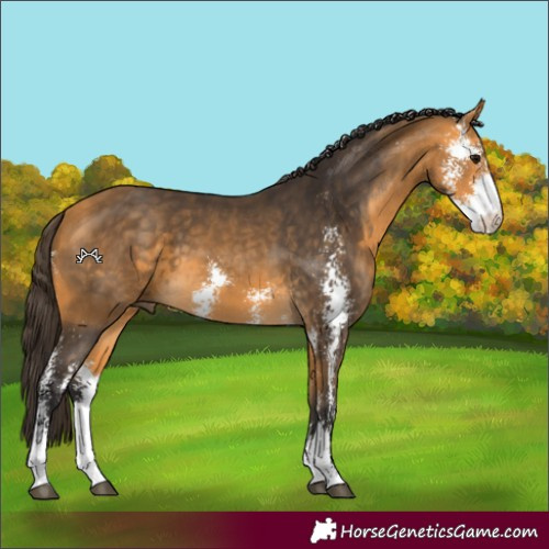 Horse Color:Buckskin Sabino 