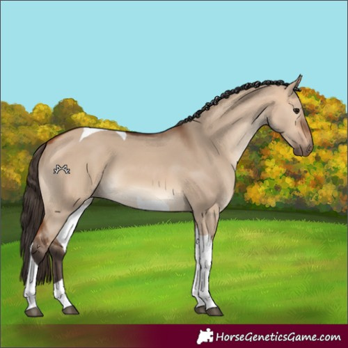 Horse Color:Bay Dun Tobiano 