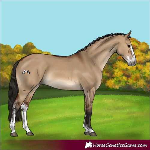 Horse Color:Gray Bay Dun Sabino 