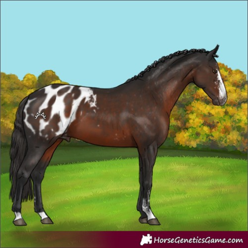 Horse Color:Gray Liver Chestnut Sabino Blanket