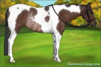 Horse Color:Bay Tobiano Rabicano