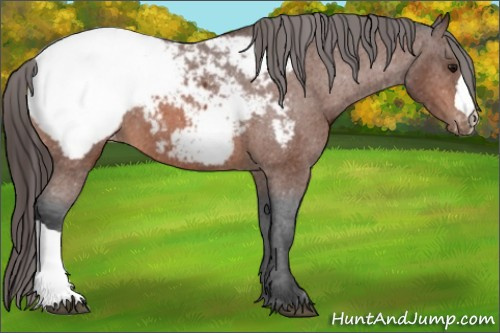 Horse Color:Bay Appaloosa