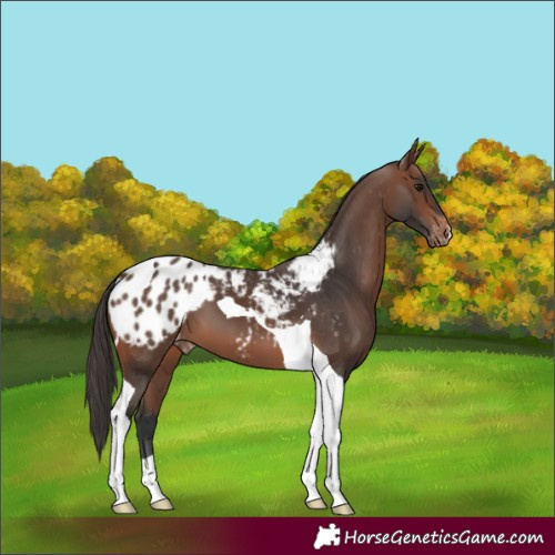 Horse Color:Brown Tobiano Appaloosa 