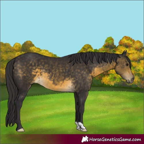 Horse Color:Buckskin